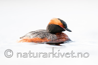 BB 10 0364 / Podiceps auritus / Horndykker